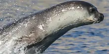 Il nuovo e raro avvistamento di una foca monaca a Capri