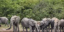 Decine di elefanti saranno uccisi e mangiati nello Zimbabwe per frenarne la proliferazione