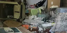 Trovati 100 gatti morti in casa di una animalista giapponese