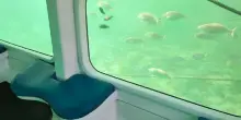 Scoprire i fondali marini delle Tremiti a bordo di un semi sommergibile, adesso si può