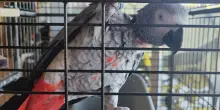 Dopo 7 anni è stato ritrovato Gino, il pappagallo cenerino