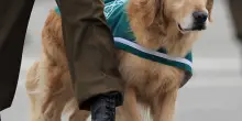 Antigienico e pericoloso, 17 città iraniane vietano i cani al passeggio