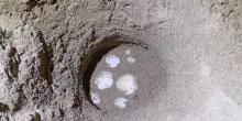 La spiaggia del Circeo “culla” delle tartarughe Caretta Caretta