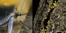 West Nile, un paziente ricoverato in terapia intensiva a Latina