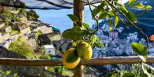 Gli agrumeti terrazzati di Amalfi proclamati patrimonio agricolo mondiale