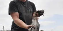 Allarme polpi in Gran Bretagna: stanno sterminando i crostacei