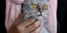 Un farmaco per gatti apre nuove cure contro i tumori