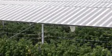 Cosa succede alle piante coltivate tra i pannelli solari?