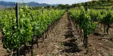 Vino, Barolo e Etna Doc alleati per 'conquistare' Parigi