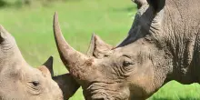 Il mercato dei safari in Kenya nel mirino di Uber