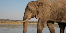 L'India saluta Shankar l'unico elefante africano presente nel paese