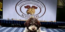 A Città di Castello si apre la caccia al tartufo