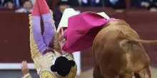 Disarcionato dal toro, la Corrida perde uno dei suoi protagonisti