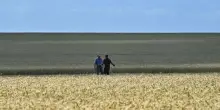 In Italia la crisi climatica stravolge le produzioni agricole