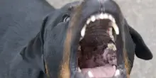 Moglie e marito aggrediti dal loro cane, lei rischia l'amputazione di un braccio