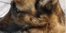 Trascina il cane per cinque chilometri fino a sfinirlo