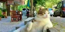 Turchia: i gatti sono talmente sacri da entrare nelle cause di divorzio. All'ex marito le ...