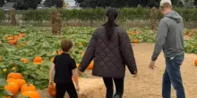 Halloween al campo di zucche: Meghan Markle condivide un raro video con Archie e Lilibet