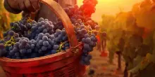 Ottima annata, da Nord a Sud. Ma la vendemmia è stata complicata - ItaliaOggi.it