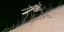 Virus West Nile, altre due vittime nel Lazio. I decessi salgono a 12 - ItaliaOggi.it