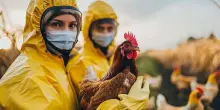 Aviaria, 40 virologi mettono in guardia Trump: «Rischio pandemia»