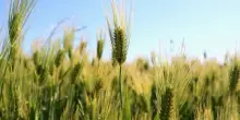 Consorzi agrari d'Italia, tornano Le Giornate in Campo. L’appuntamento per misurare lo stato di salute dei più importanti cereali d’Italia