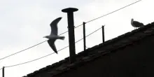 Sul comignolo della Cappella Sistina torna il "gabbiano del Conclave" a guardia del comignolo