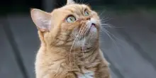 Perché i gatti rossi femmina sono (quasi) introvabili: la scoperta degli scienziati