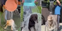 Follia social: l'Ice Bucket Challenge pure sui cani