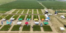 Grano: consorzi agrari d’italia-coldiretti, qualità in crescita ma preoccupa -7% duro