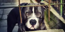 Nonna e nipote aggredite da un pitbull. La bambina ricoverata in ospedale