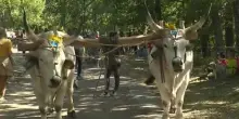Matera, paura alla festa di Accettura: buoi travolgono la folla, 5 feriti