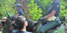 "Meno barbecue e più sicurezza con i vigili a cavallo"
