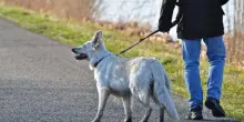 Portare a spasso il cane, le regole da rispettare