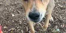 L'orrore su una cagnolina: legata sui binari e fatta a pezzi da un treno