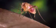 West Nile, seconda vittima nel Lazio