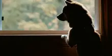 Un figlio o un cane