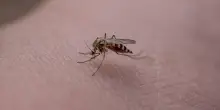 West Nile, morta una donna a Roma. Sei casi confermati nel Lazio