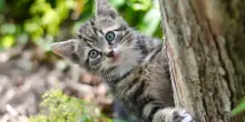 Salvare gli animale è salvare sé stessi
