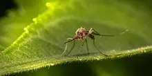 West Nile, due casi lombardi Prevenzione della Regione