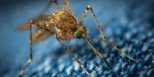 Virus West Nile. Un 90enne la prima vittima in Lombardia