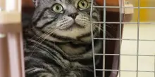 Portare il cane o il gatto in aereo: quali compagnie li accettano (e quali ancora no)