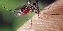 Non solo West Nile, ora spunta pure un caso sospetto di chikungunya in Lombardia