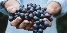 "La vendemmia è anticipata. Più 10 per cento di raccolto"