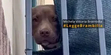 Morte del pitbull Diego: nuove immagini rivelano i maltrattamenti subiti dal cane