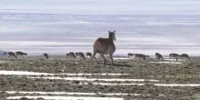 Ecco come la Cina monitora le mandrie tibetane: presentato il robot antilope