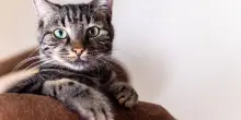 Demenza, anche i gatti possono svilupparla: lo studio che apre nuove strade per le cure