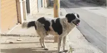 Merlino, il cane del quartiere sgozzato in strada: choc a Naro. Fermato un 27enne