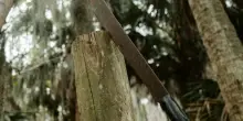 Compagno Machete
