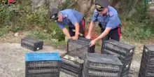 Fermato con 2mila uccelli protetti nascosti in auto: la scoperta dei carabinieri in Calabria
